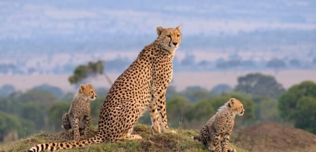 Maasai Mara National Reserve