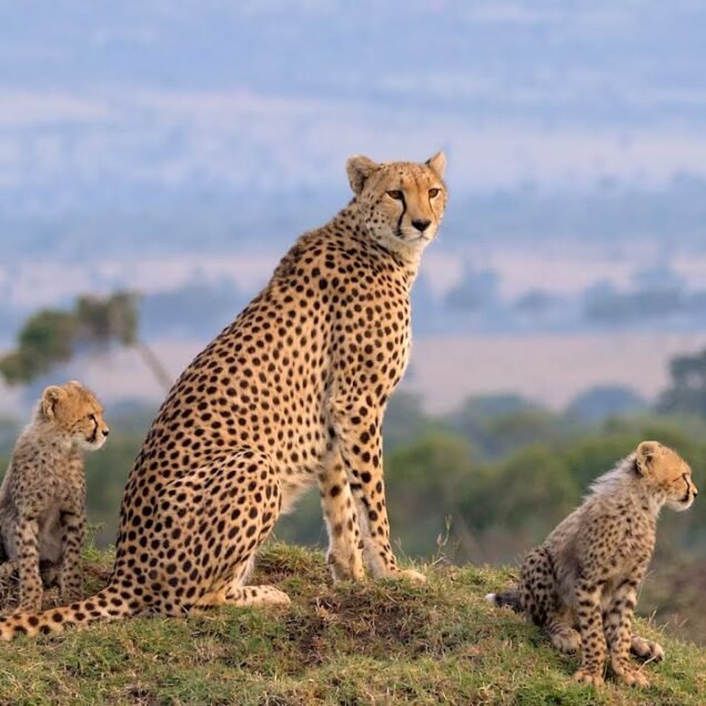 Maasai Mara National Reserve