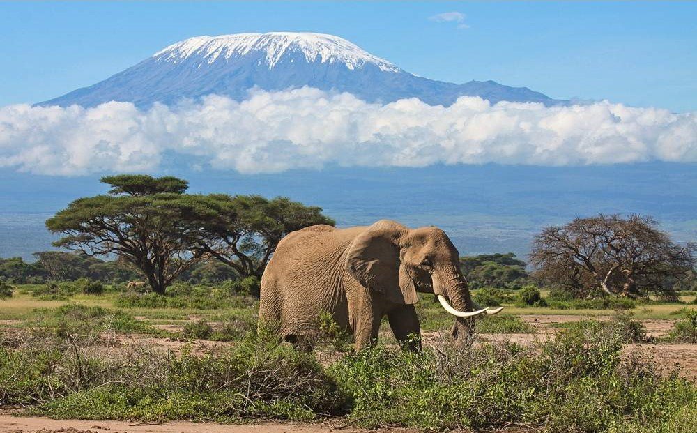 amboseli elephant