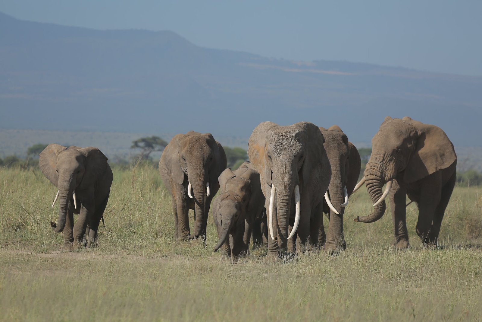 amboseli elephants amboseli elephants