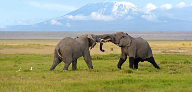 Amboseli National Park