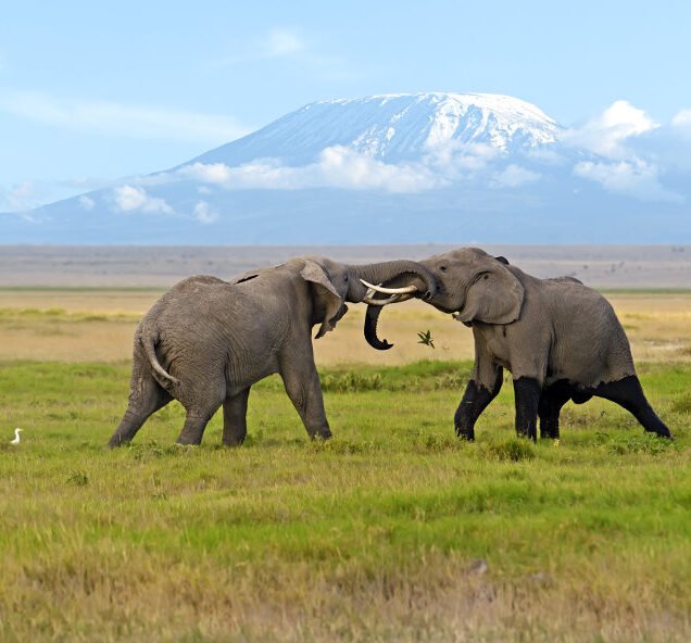 Amboseli National Park