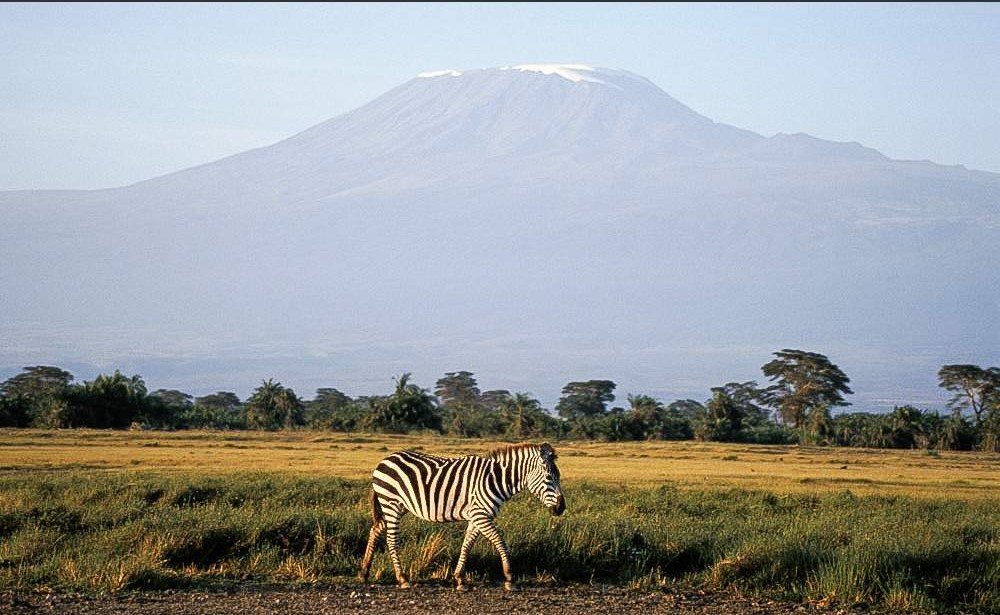 amboseli zebra