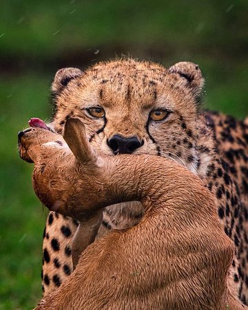 leopard mara hunting