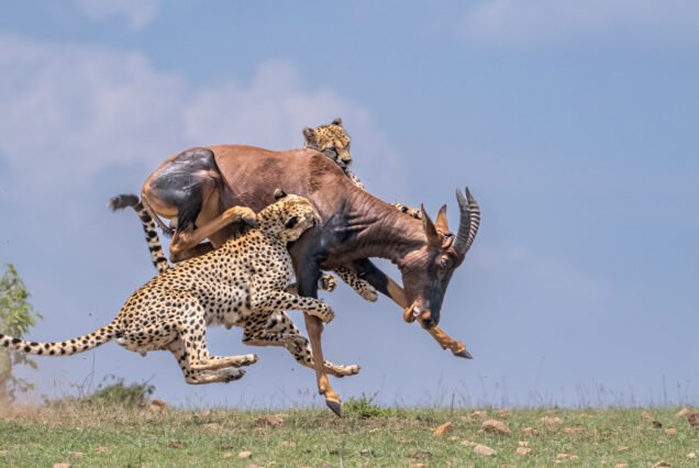 5 Days of Raw Beauty & Adventure; Maasai Mara,Lake Nakuru and Lake Naivasha