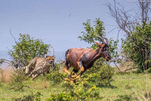 Maasai Mara 3 Days Wild Adventure Safari