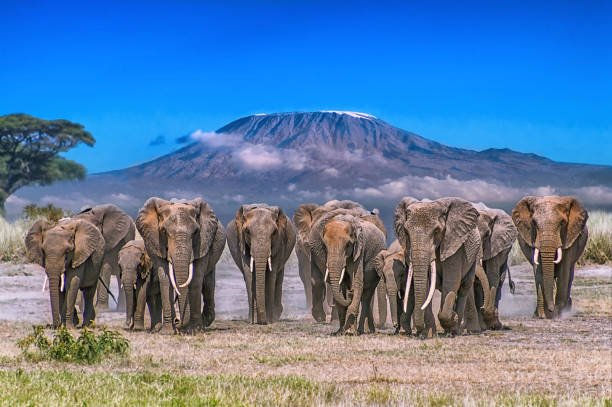 Elephants, Peaks & Plains: A 3-Day Amboseli Safari