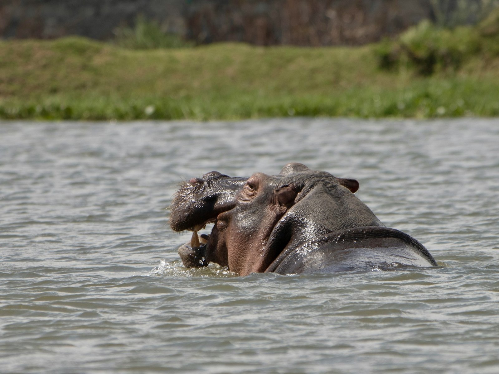 Lake Naivasha (4)