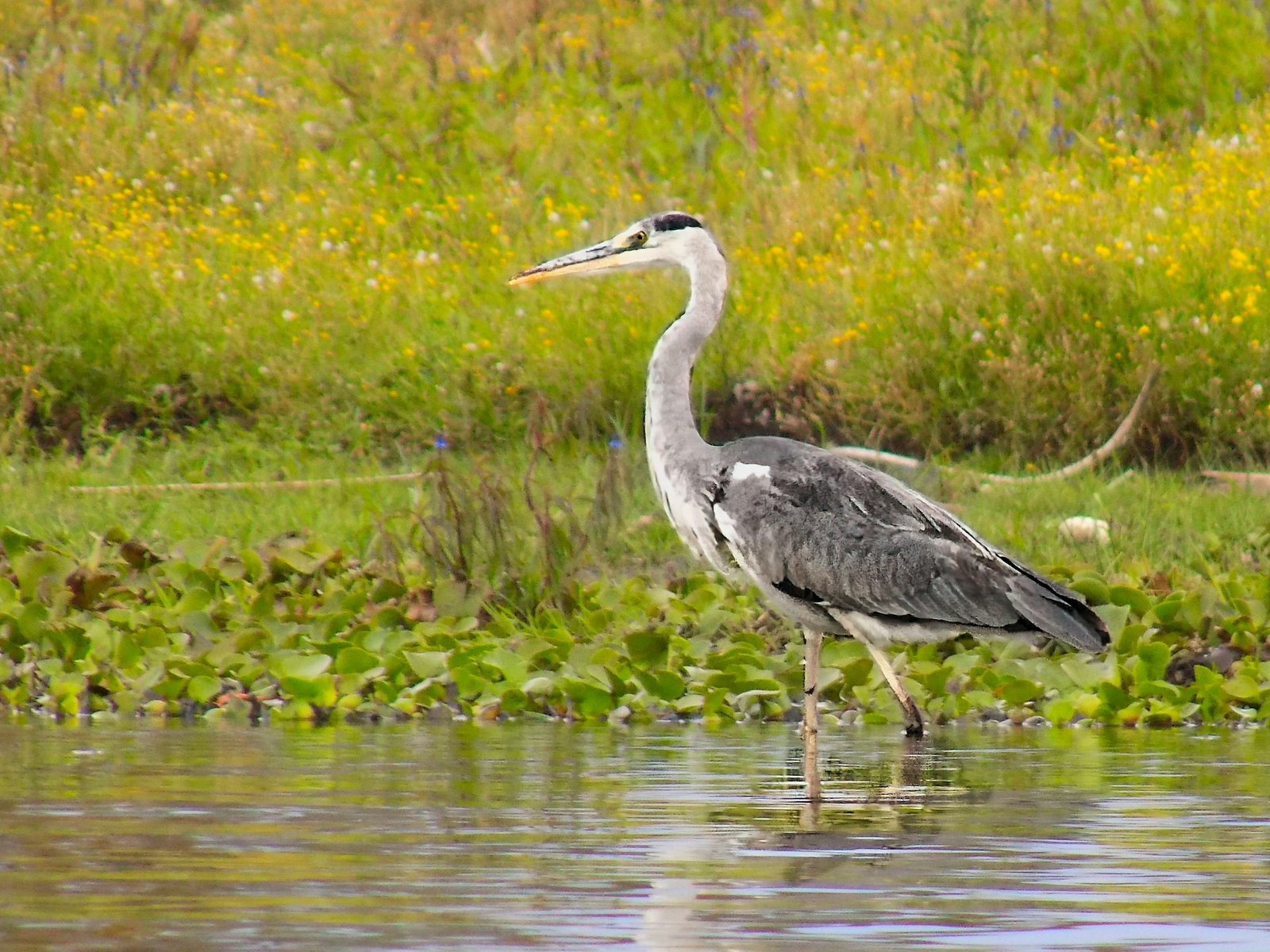Lake Naivasha (6)