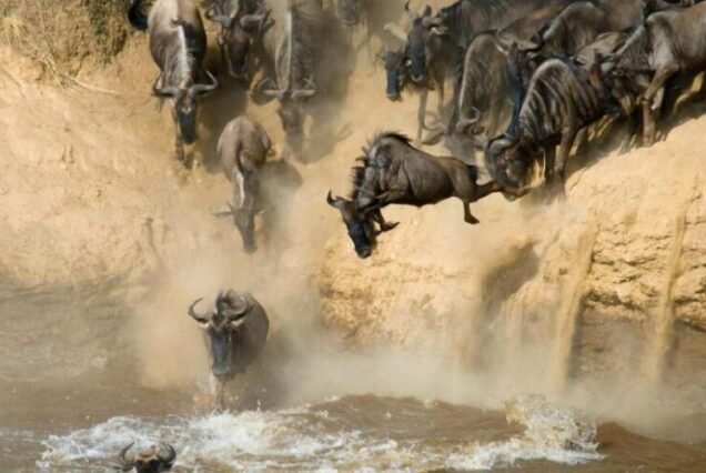 4 Days of Wildebeest Magic in the Maasai Mara