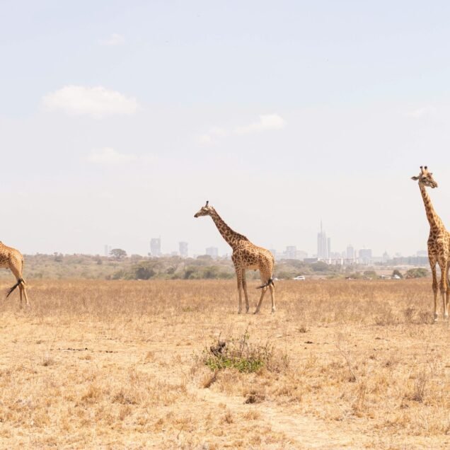 Nairobi National Park