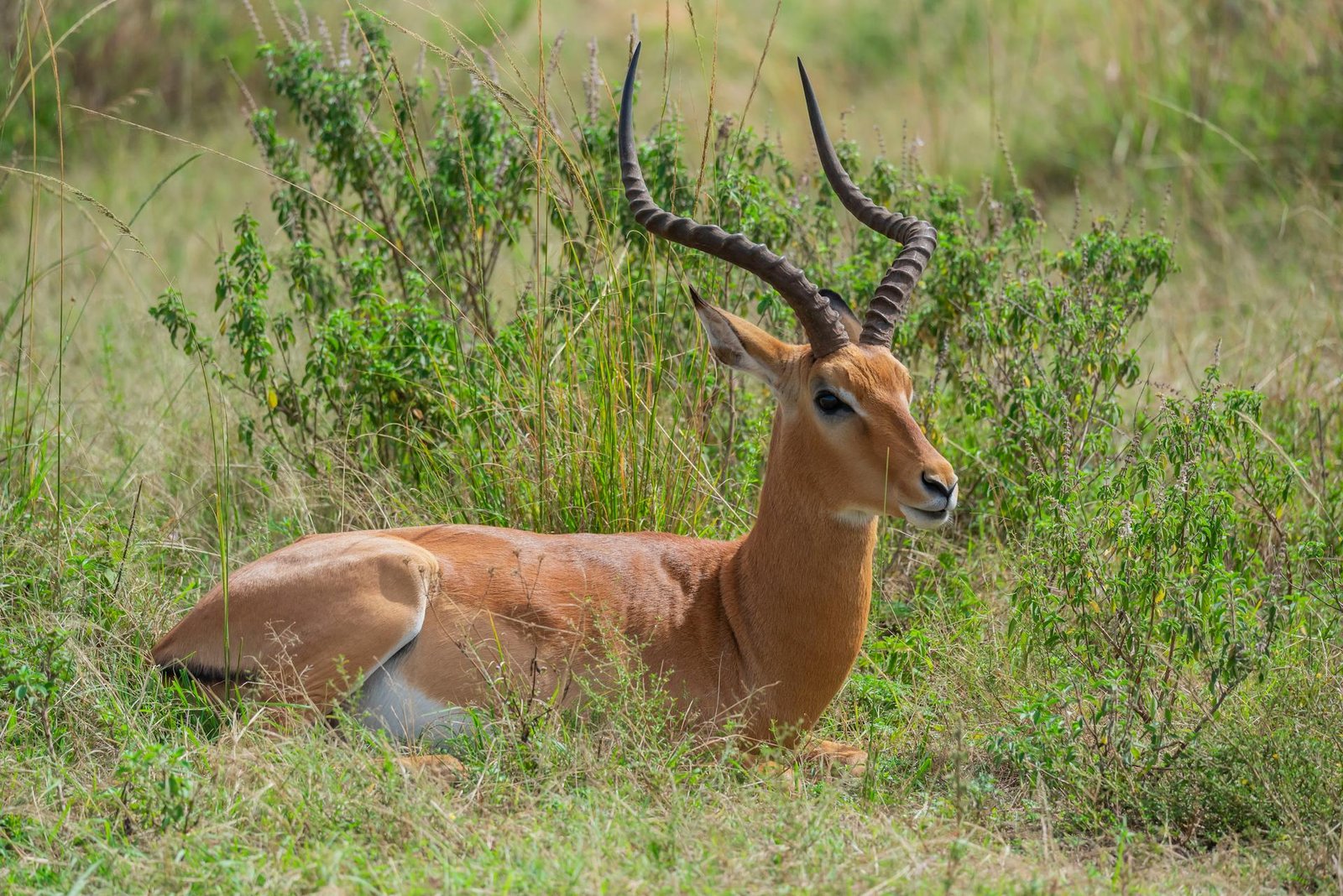 Nairobi national park (10)