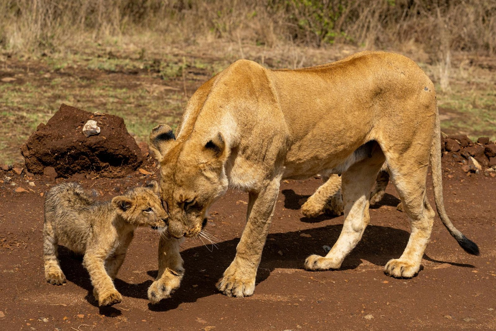 Nairobi national park (14)