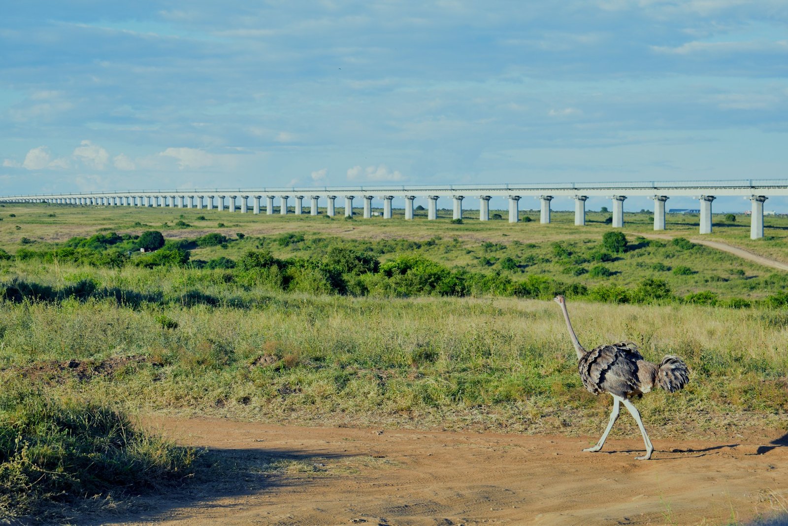 Nairobi national park (3)