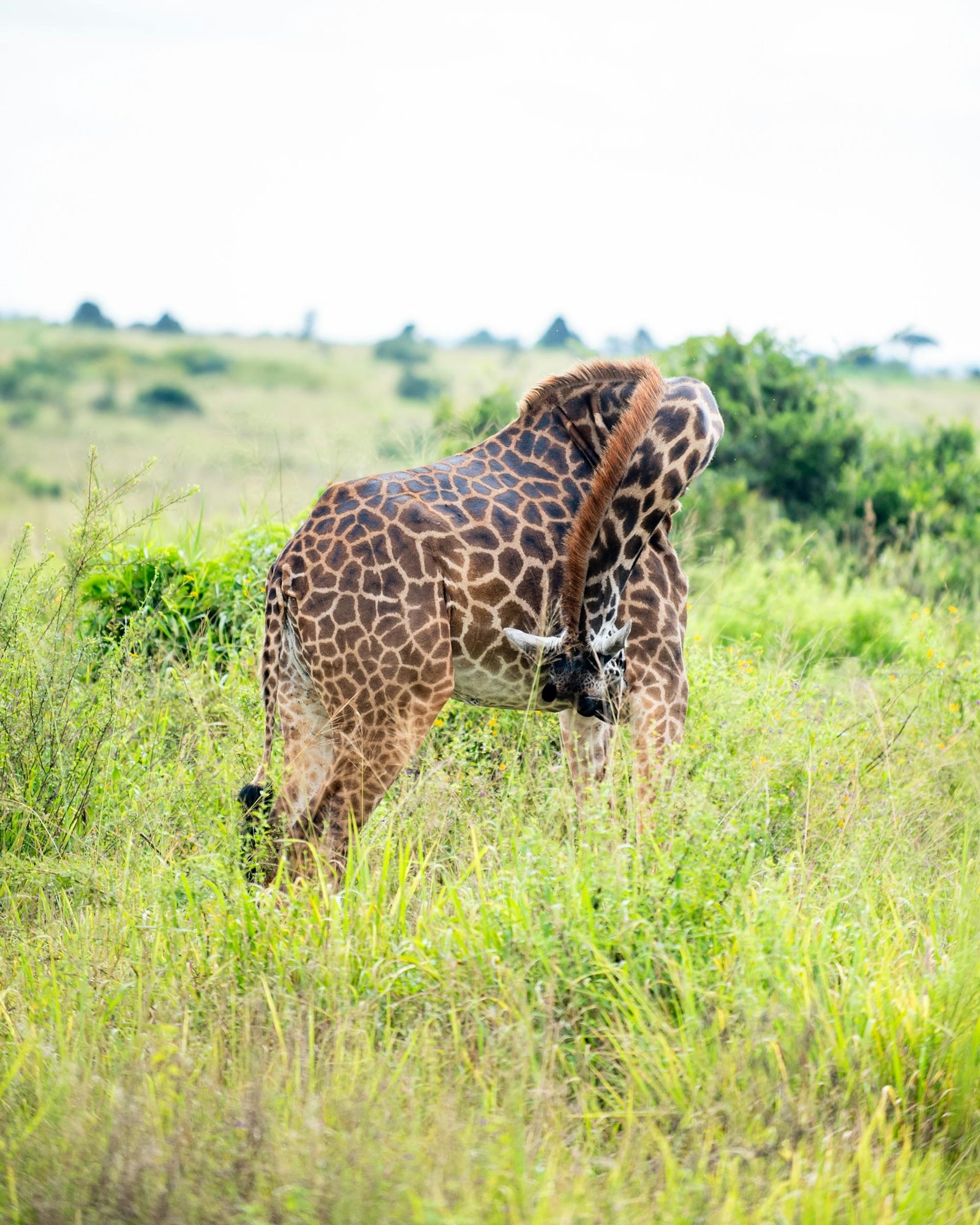 Nairobi national park (6)