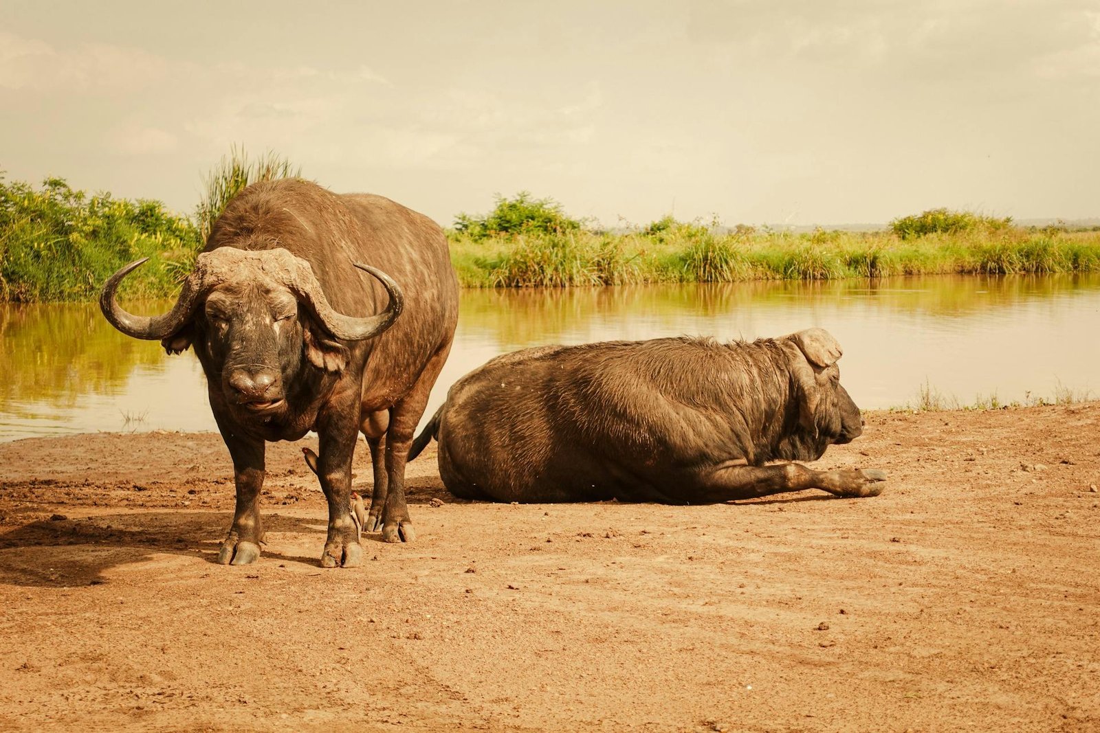 Nairobi national park (9)