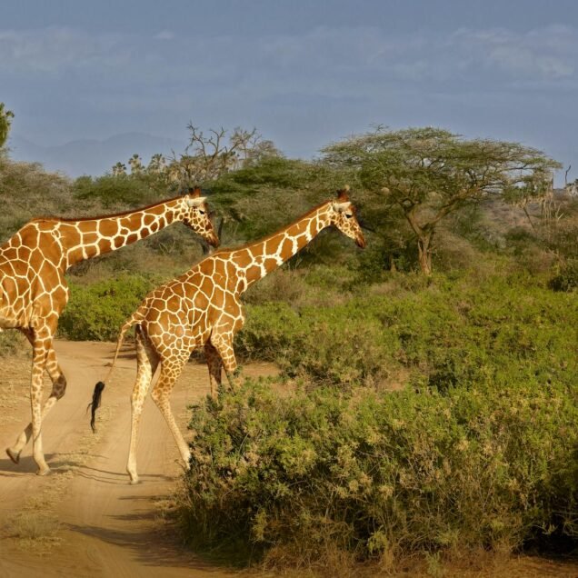 Samburu National Reserve