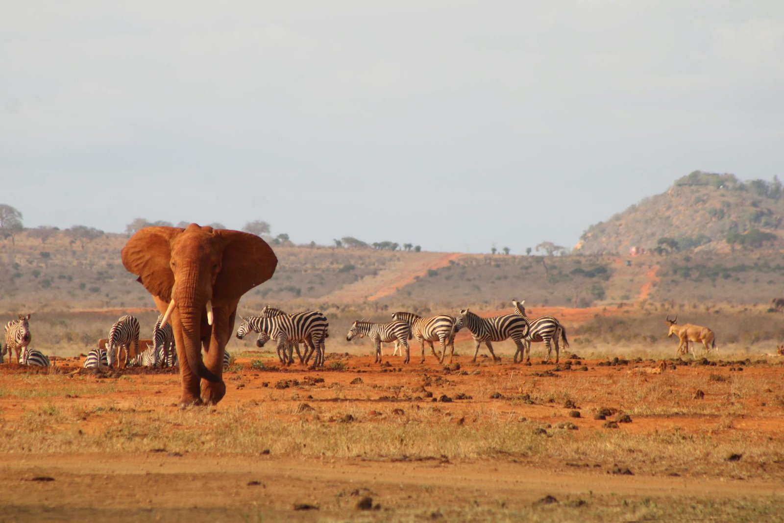 Tsavo East National Park (1)