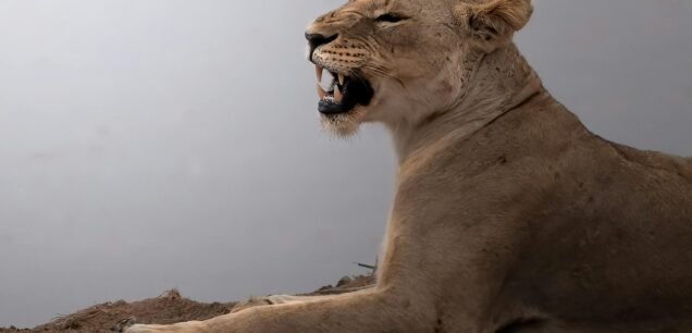 Tsavo East National Park