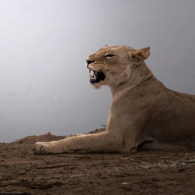 Tsavo East National Park