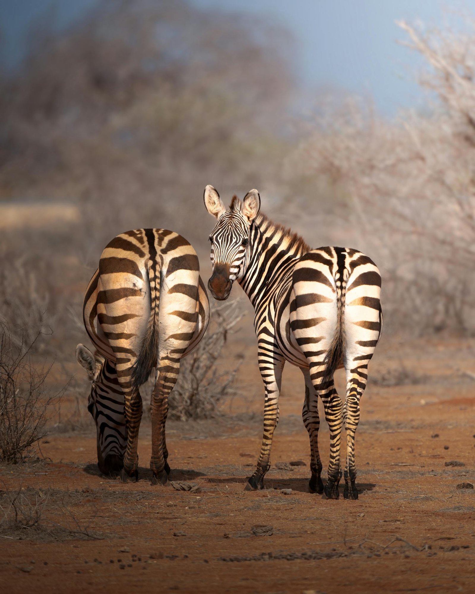 Tsavo East National Park (2)