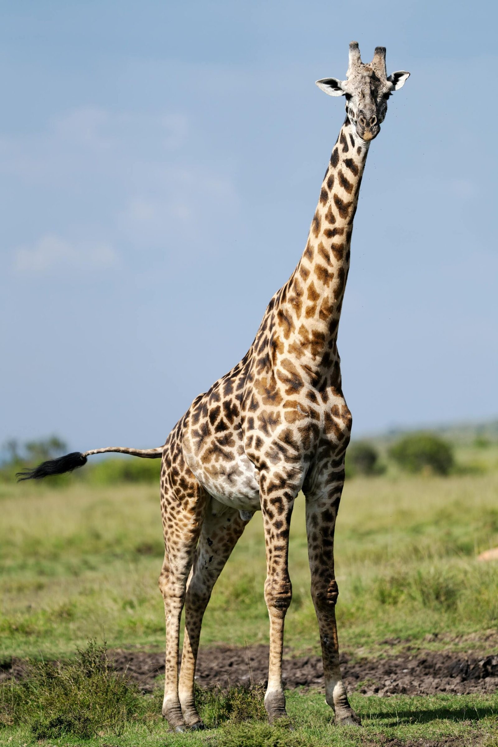 Tsavo East National Park (3)