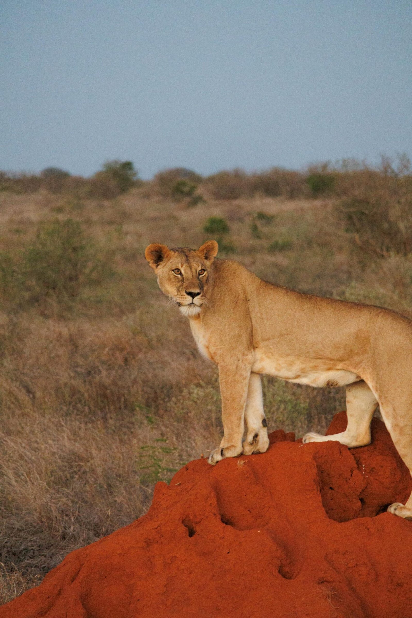 Tsavo East National Park (6)