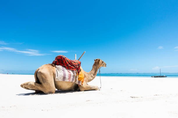 Sun, Sand & Swahili: A 3-Day Diani Beach Tour