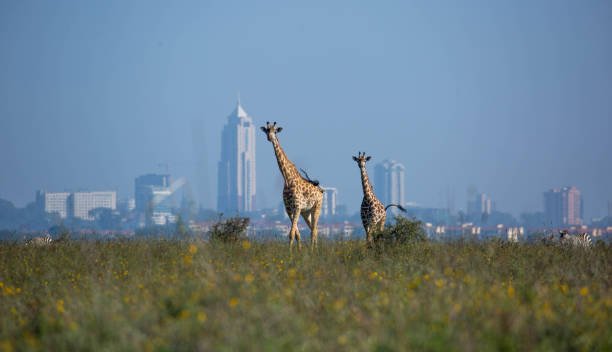 Urban Wilderness : A Day Safari in Nairobi Park Wild Heart