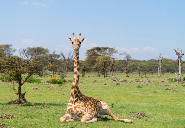 The Great Wild Mosaic: 8 Days Kenya Safari Adventure
