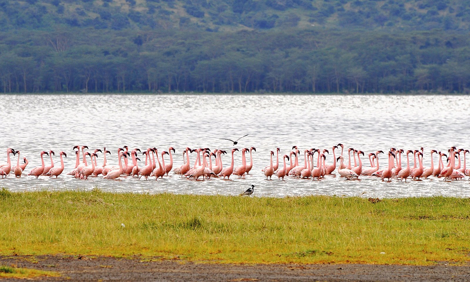 lake nakuru park (1)