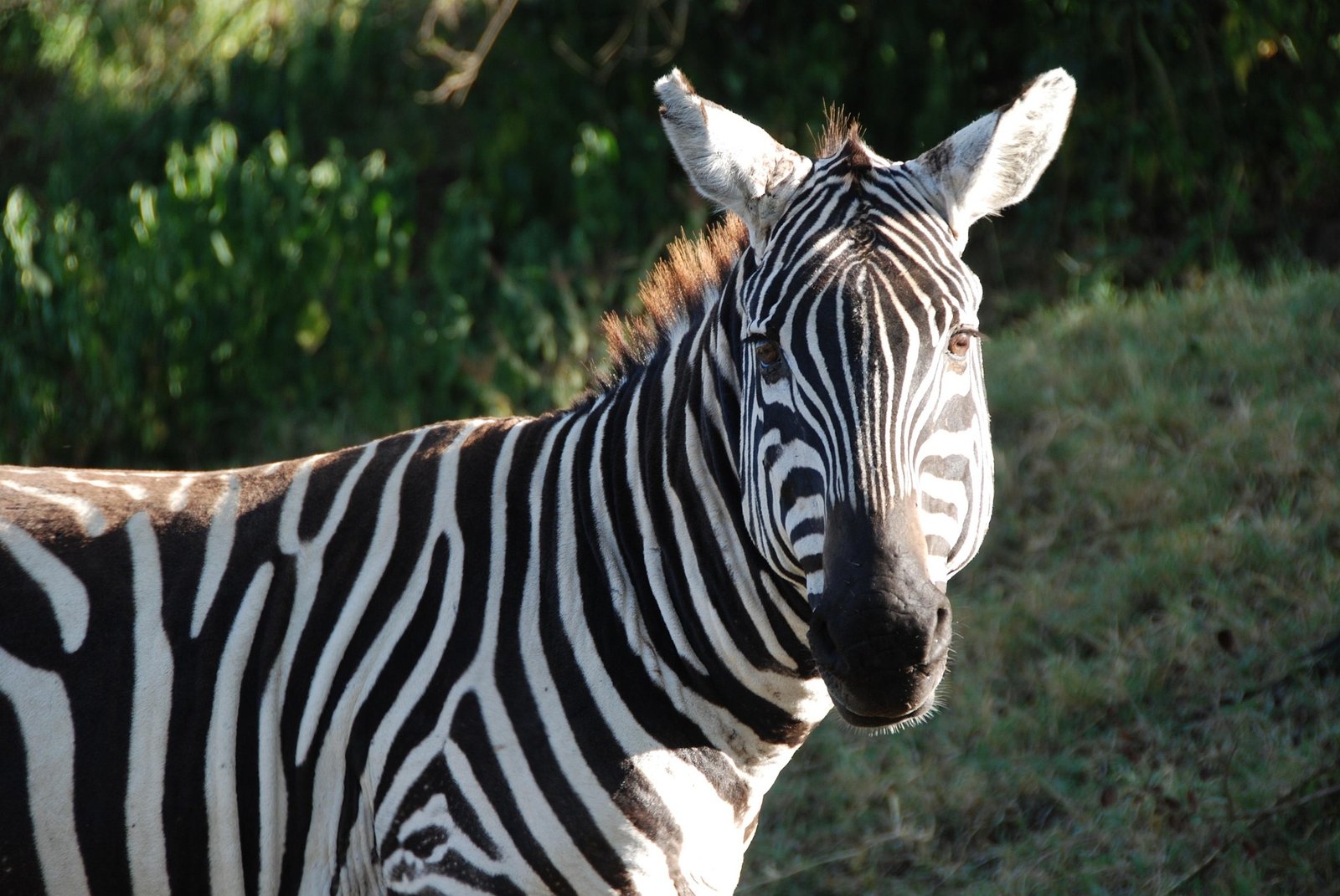 lake nakuru park (2)