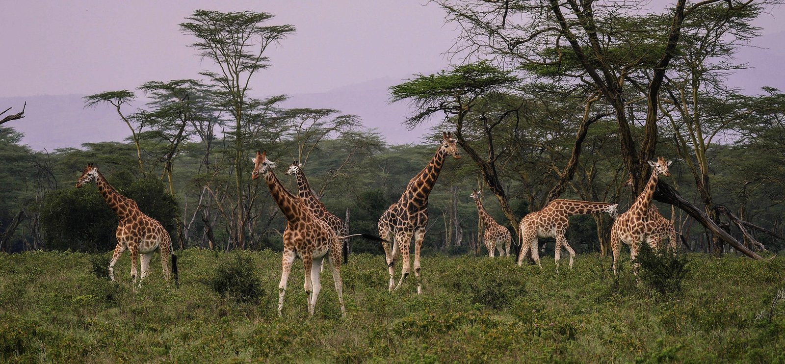 lake nakuru park (5)