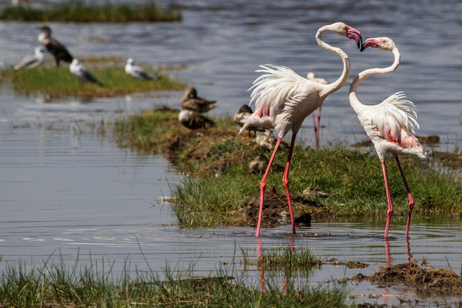 lake nakuru park (6)