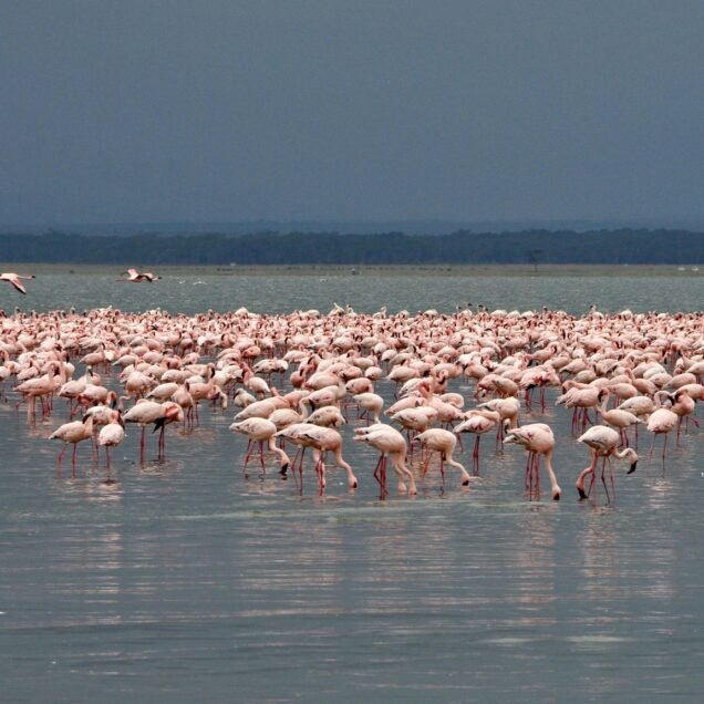 Lake Nakuru National Park