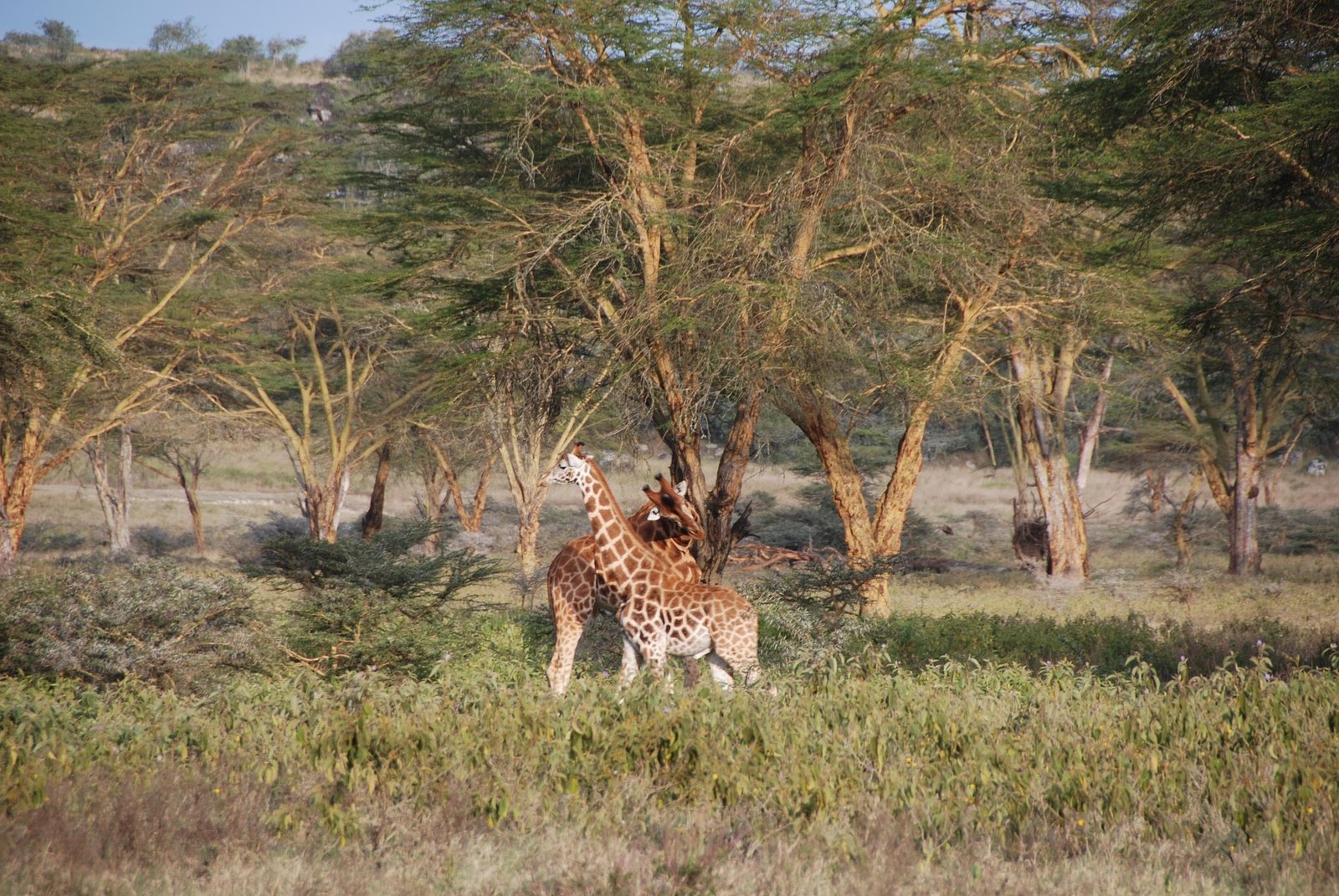 lake nakuru park (9)