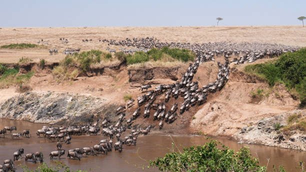 3 Days Maasai Mara Migration Safari