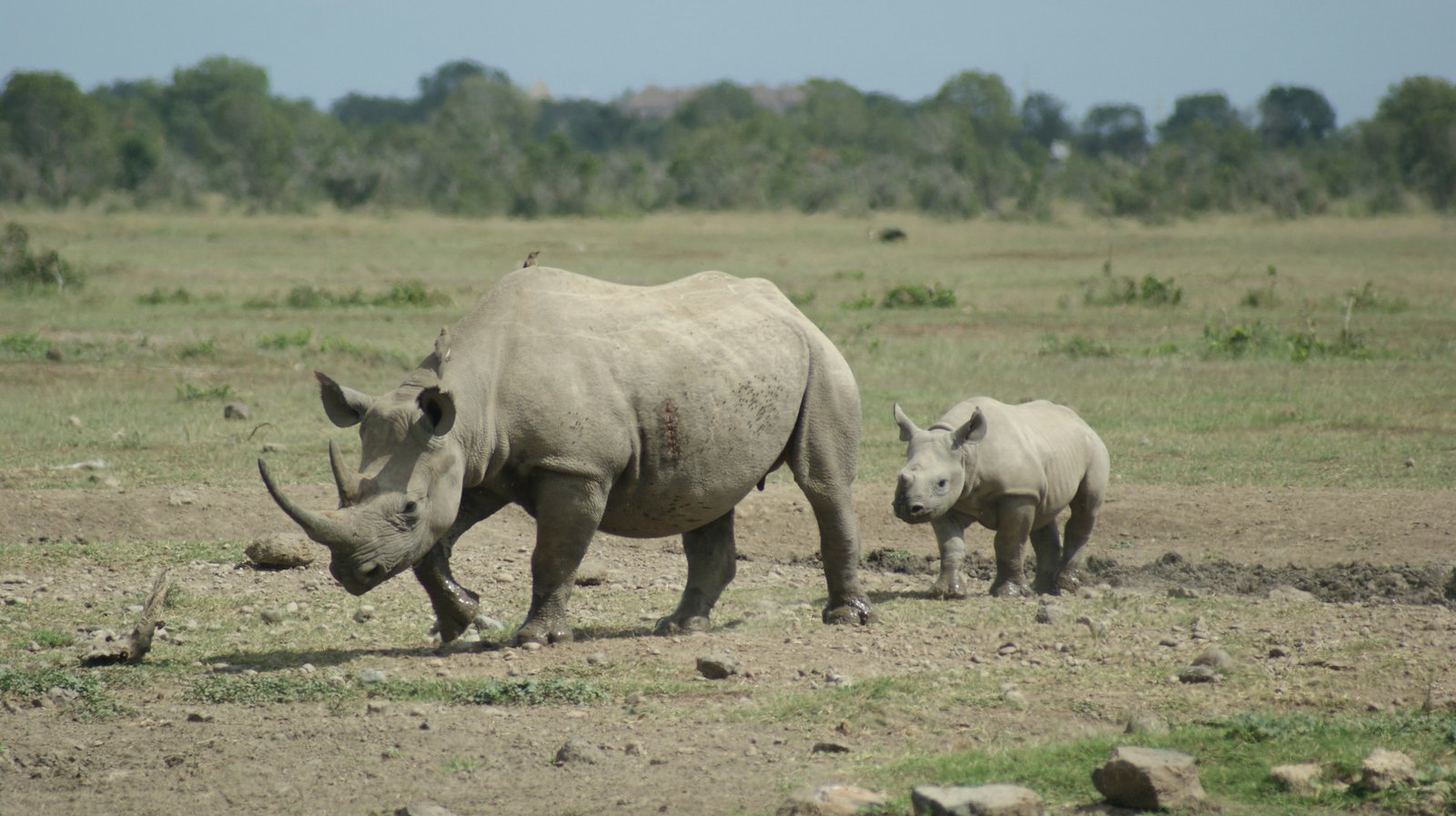 ol pejeta (2)