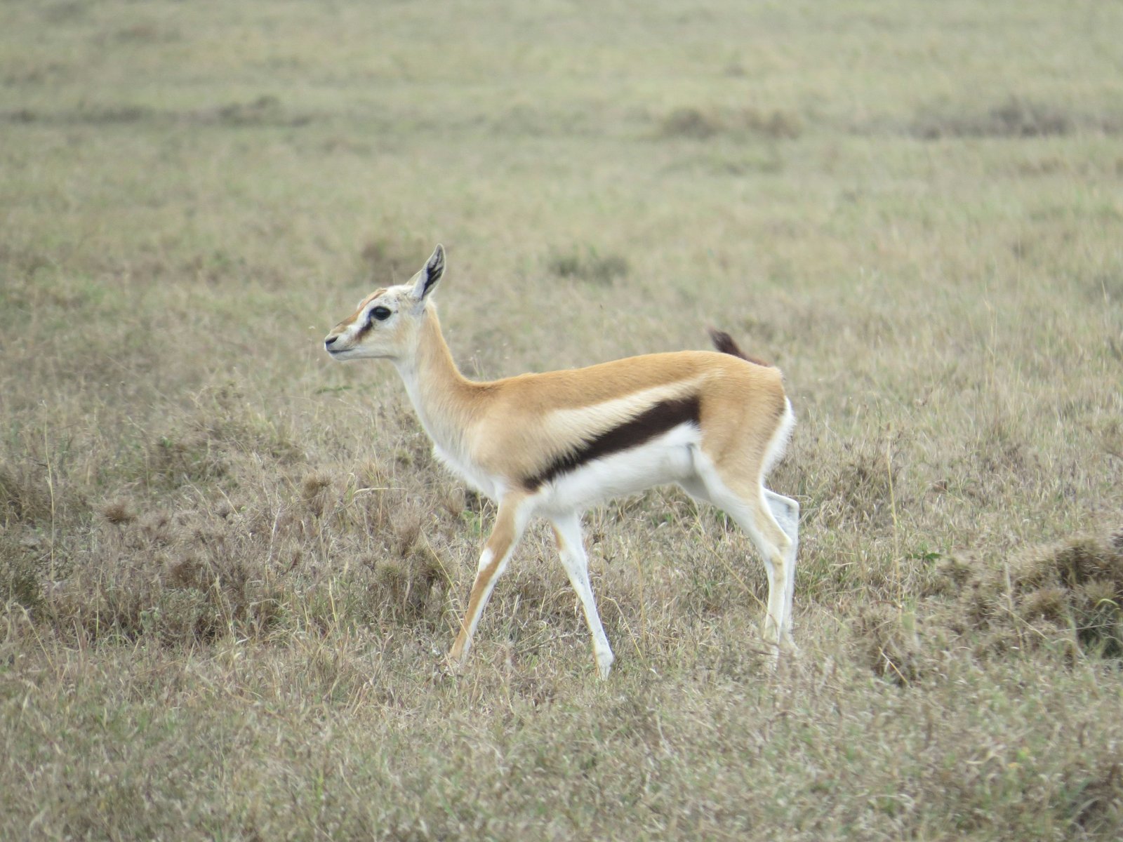 ol pejeta (3)