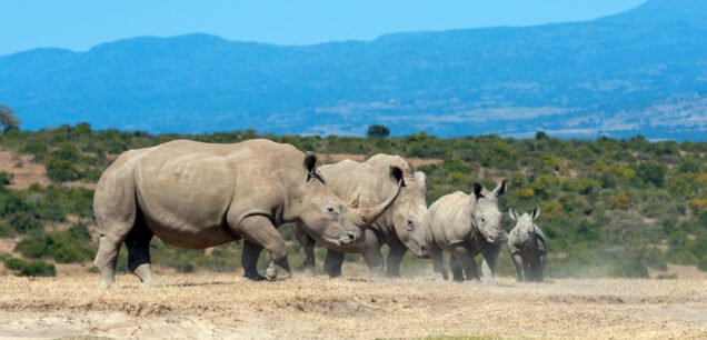 The Ol Pejeta Conservancy