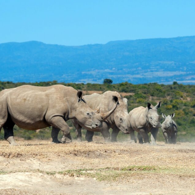 The Ol Pejeta Conservancy